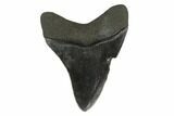 Fossil Megalodon Tooth - South Carolina #130792-1